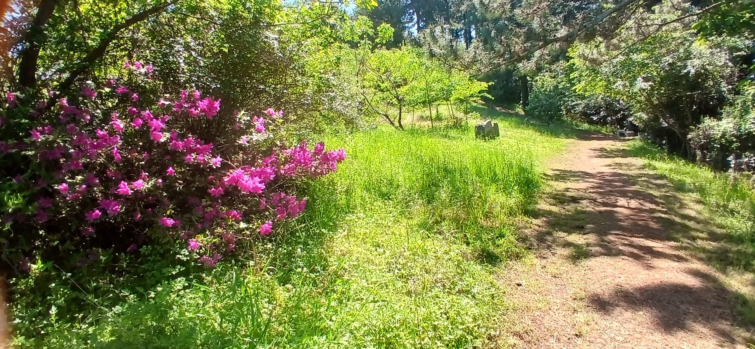 Sunlit forest hiking trail with vibrant pink azalea flowers and lush green grass in Jeju