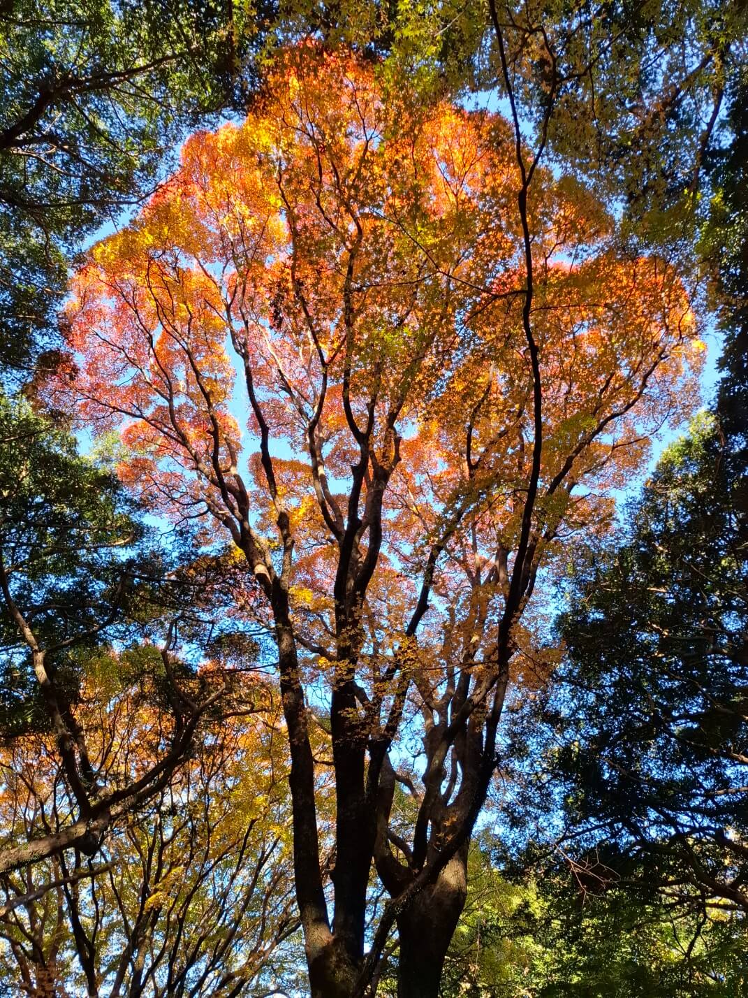 Autumn maples in Bijarim Forest, Jeju Island